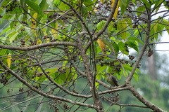 Cotinga ridgwayi