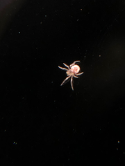 Araneus pegnia