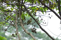 Cotinga ridgwayi