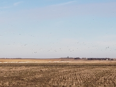 Anser caerulescens caerulescens