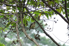 Cotinga ridgwayi
