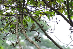 Cotinga ridgwayi