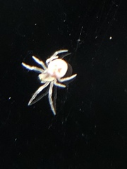Araneus pegnia