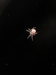 Araneus pegnia