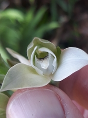 Chloraea membranacea