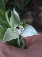 Chloraea membranacea