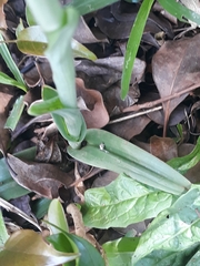 Chloraea membranacea