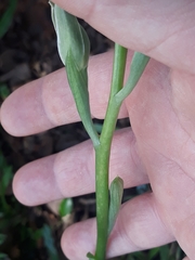 Chloraea membranacea