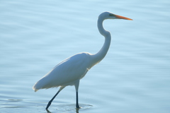 Ardea alba