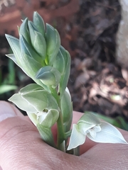 Chloraea membranacea