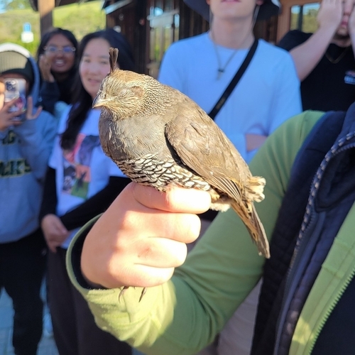 iNaturalist observation photo of California Quail