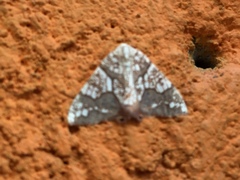 Rindgeria ornata