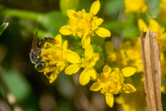 Calliopsis andreniformis
