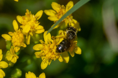 Calliopsis andreniformis