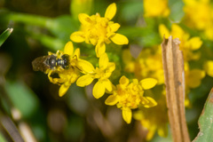 Calliopsis andreniformis
