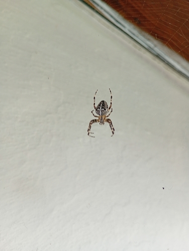 Cross Orbweaver