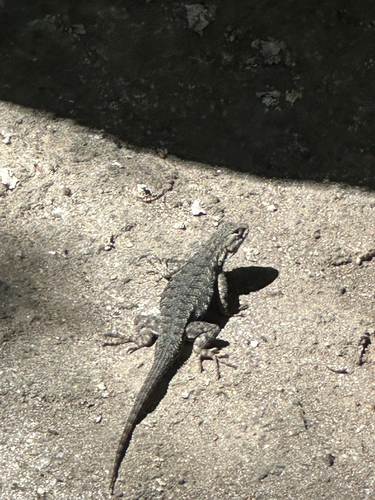 iNaturalist observation photo of Western Fence Lizard