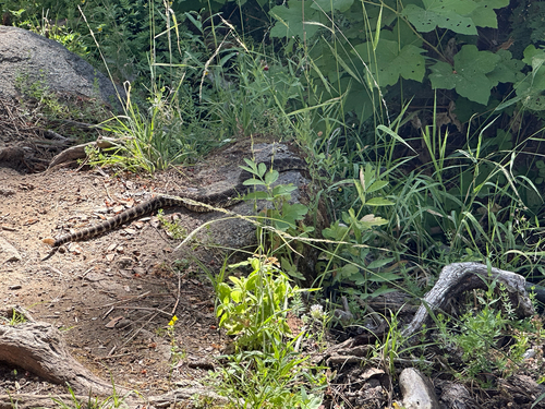 iNaturalist observation photo of Northern Pacific Rattlesnake