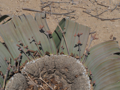 Welwitschia mirabilis image