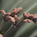 Welwitschia - Photo (c) Felix Riegel, μερικά δικαιώματα διατηρούνται (CC BY-NC), uploaded by Felix Riegel