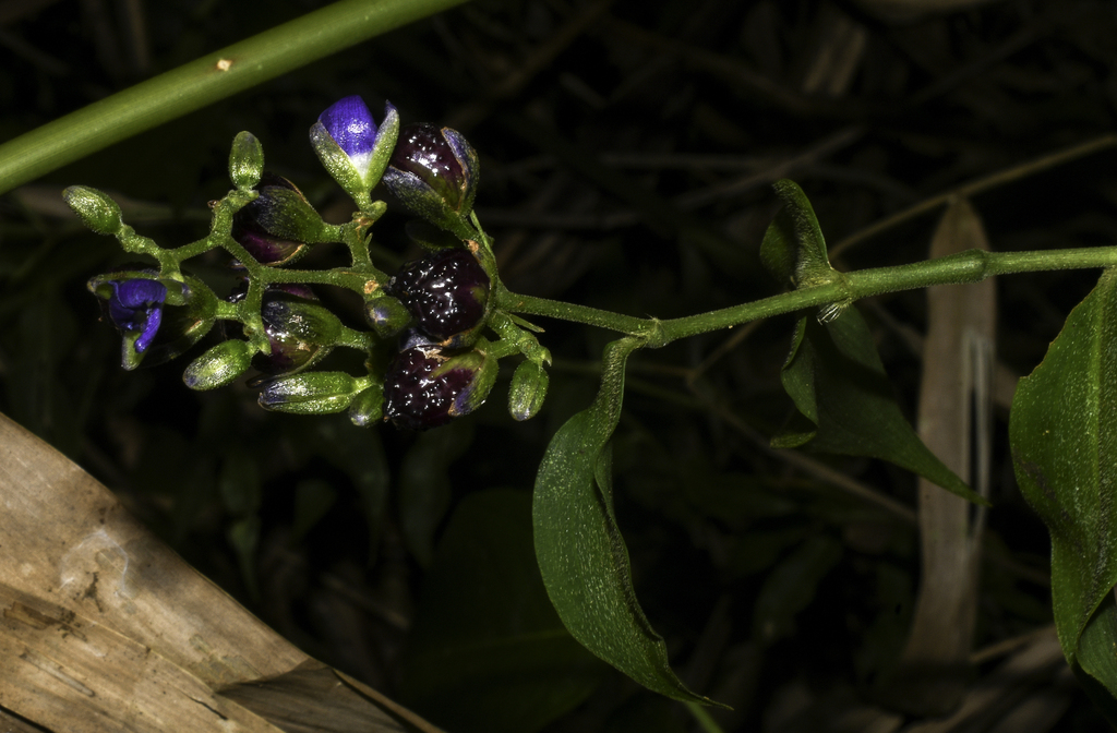 Dichorisandra hexandra; photograph author not stated, no rights reserved