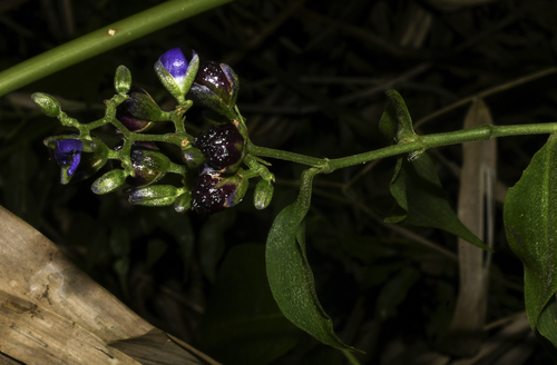 Dichorisandra hexandra (Dichorisandra hexandra)