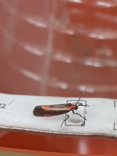 Subject Lichen Moth photo 3