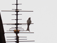 Dicrurus leucophaeus