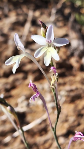 Tritonia delpierrei thumbnail