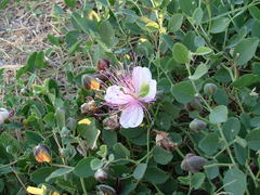 Capparis