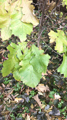 Quercus macrocarpa