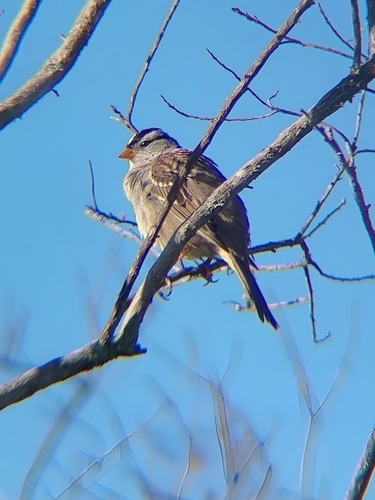 iNaturalist observation photo of White-crowned Sparrow
