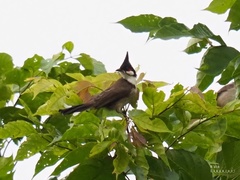 Pycnonotus jocosus