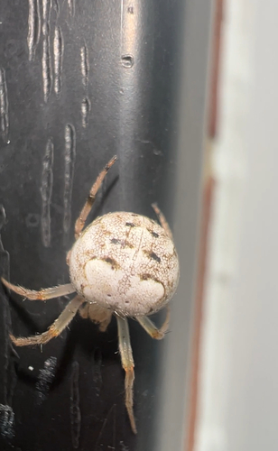Butterfly Orbweaver