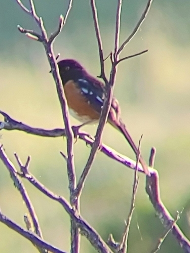 iNaturalist observation photo of Spotted Towhee