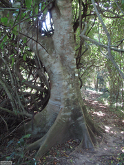 Celtis gomphophylla