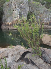 Tacazzea rosmarinifolia