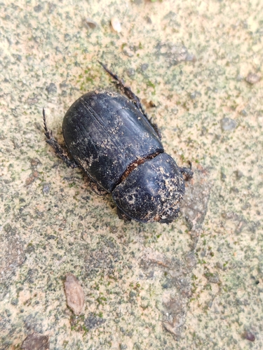 Trichogomphus mongol