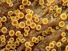 Arachnopeziza trabinelloides