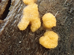 Sphaerosporium lignatile