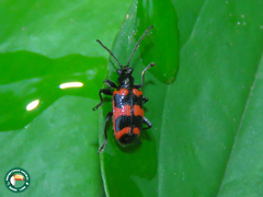 Neolema fasciata