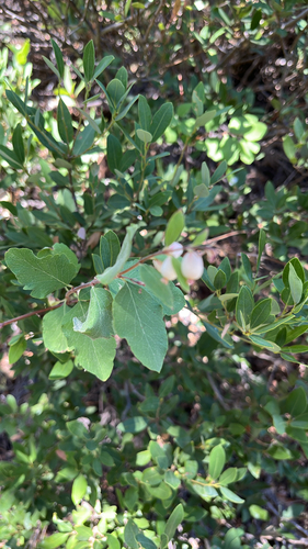 iNaturalist observation photo of Roundleaf Snowberry