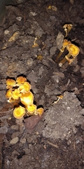 Xeromphalina campanella