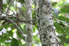 Myiothlypis coronata
