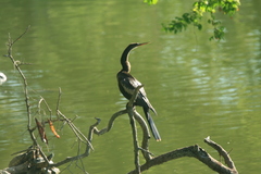 Anhinga anhinga
