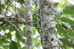 Myiothlypis coronata