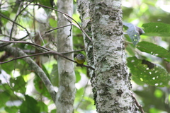 Myiothlypis coronata
