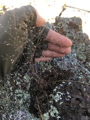 Muhlenbergia fragilis