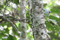 Myiothlypis coronata
