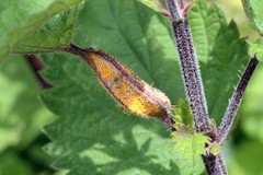 Puccinia urticata